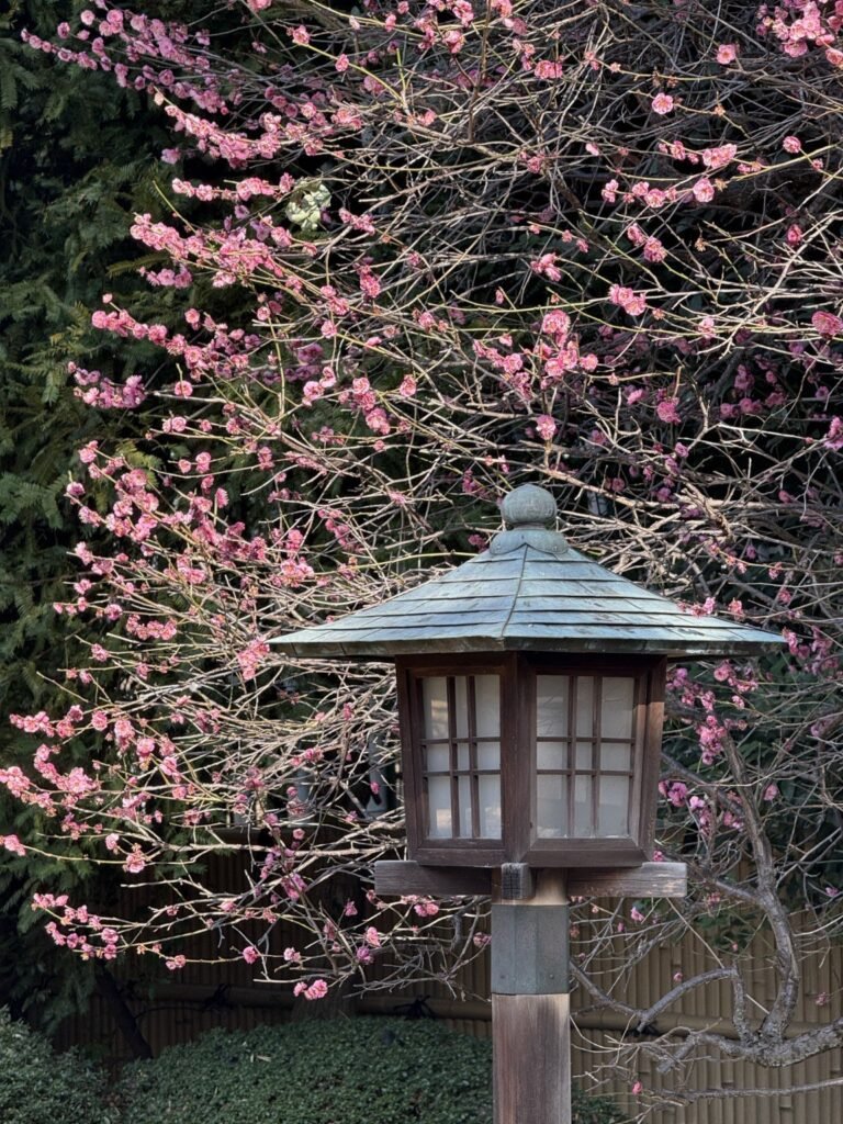 Pink blossoms surrounding a traditional Japanese garden lantern.